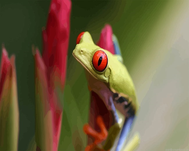Red Eyes Frog Amphibians Painting By Numberss.png