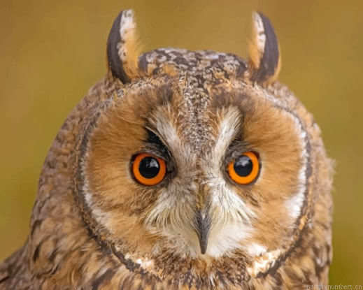 Red Eyes Owl Bird Painting By Numberss.png