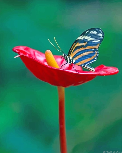 Red Flower Butterfly Insects Painting By Numberss.png