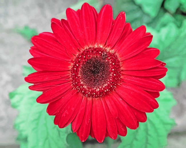 Red Flower Painting By Numberss.png