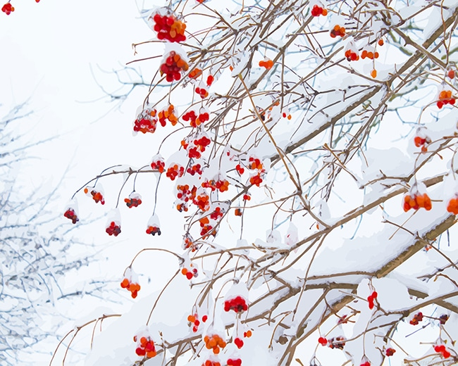 Red Flowers Snow Painting By Numbers.png