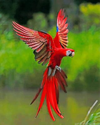 Red Flying Macaws Painting By Numbers.png