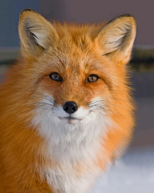 Red Fox Animal Animals Painting By Numberss.png