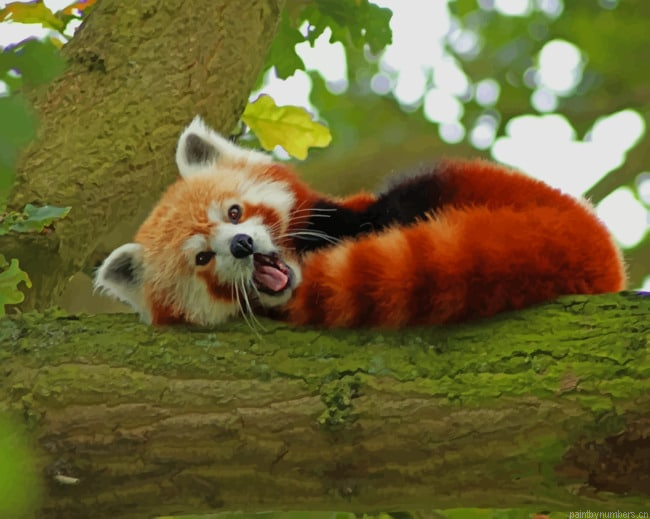 Red Fox Animal Painting By Numberss.png