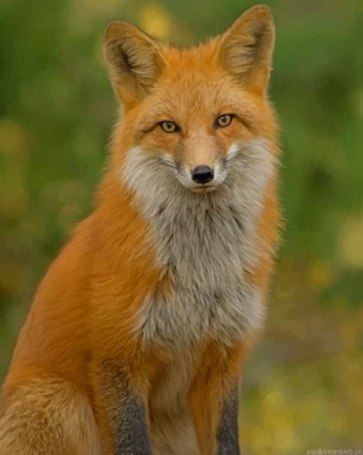 Red Fox Animals Painting By Numberss.png