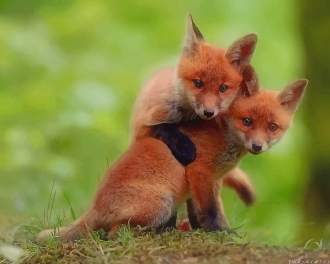 Red Fox Couple Animals Painting By Numberss.png