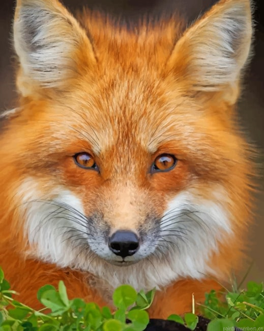 Red Fox Face Animals Painting By Numberss.png