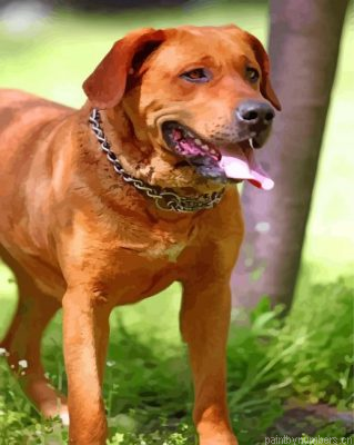 Red Fox Labrador Painting By Numbers.png
