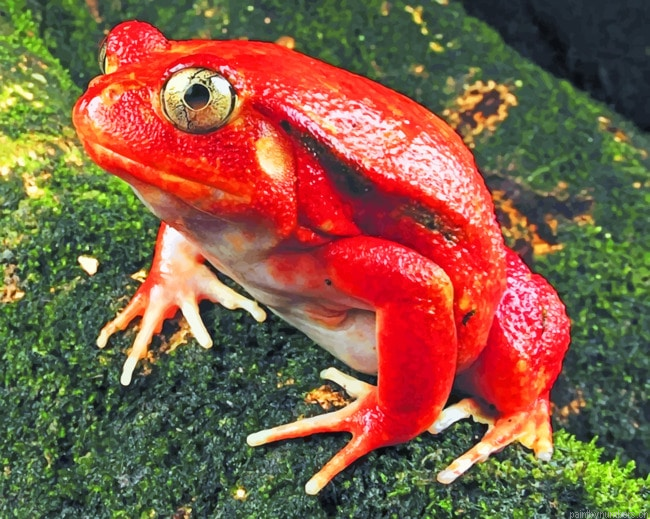 Red Frog Species Painting By Numberss.png