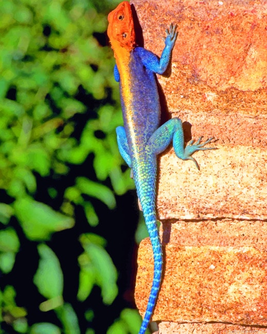 Red Headed Rock Agama Reptiles Painting By Numberss.png