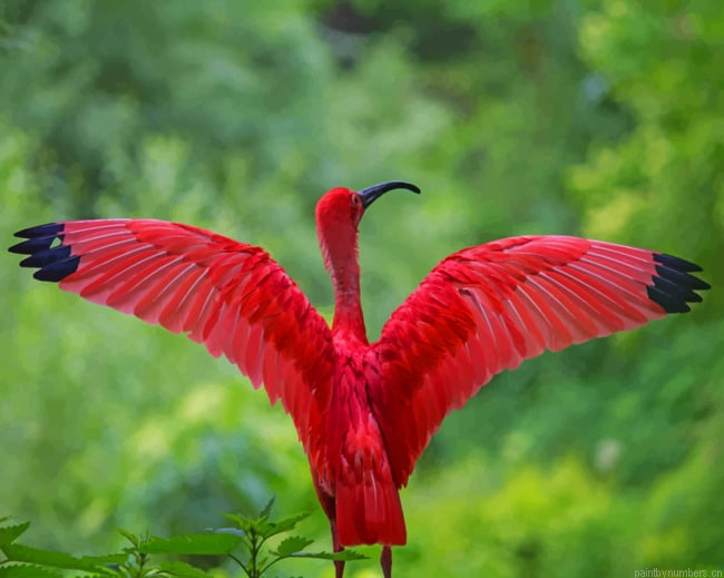 Red Heron Bird Painting By Numberss.png
