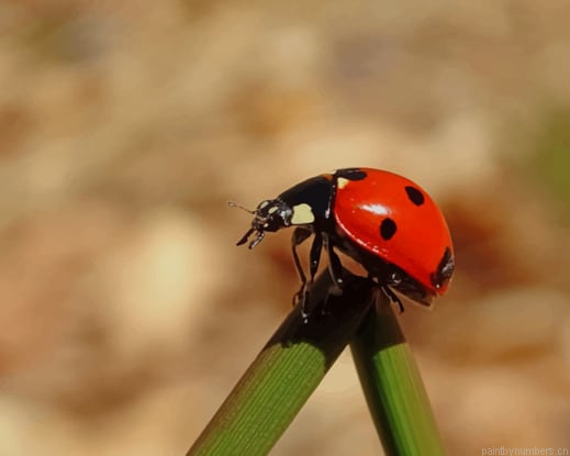 Red Little Ladybug On Green Leaf Insects Painting By Numberss.png