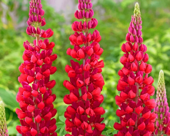 Red Lupine Flowers Painting By Numberss.png