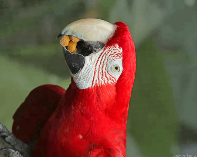 Red Macaw Parrot Bird Painting By Numberss.png