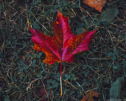 Red Maple Leaf In Fall Painting By Numberss.png