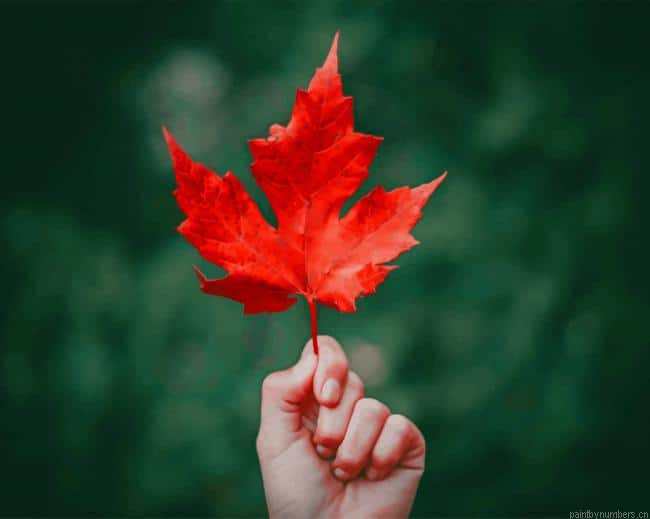 Red Maple Leaf Plants Painting By Numberss.png