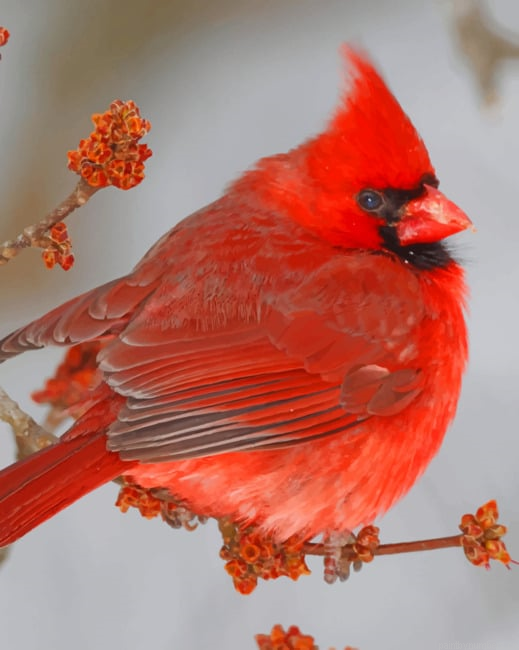 Red Northern Cardinal Bird Painting By Numberss.png