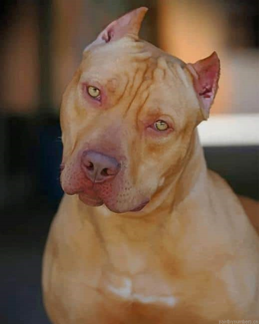 Red Nose Pit Bull Painting By Numberss.png