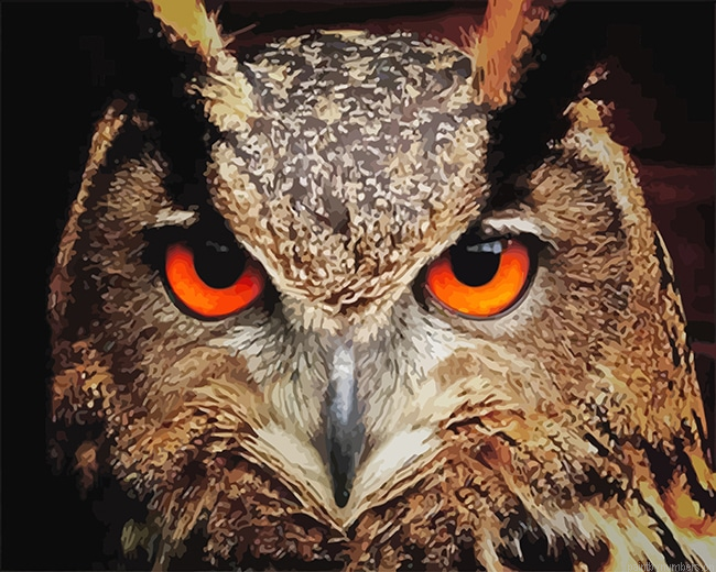 Red Owl Eyes Birds Painting By Numberss.png
