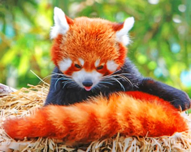 Red Panda In The Nest Painting By Numbers.png