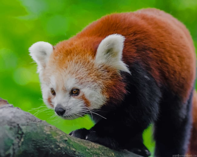 Red Panda In Tree Animals Painting By Numberss.png