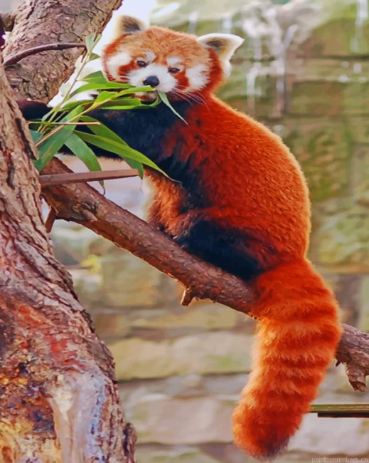 Red Panda On Tree Painting By Numbers.png