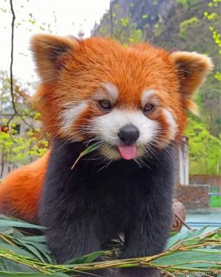 Red Panda Painting By Numbers.png