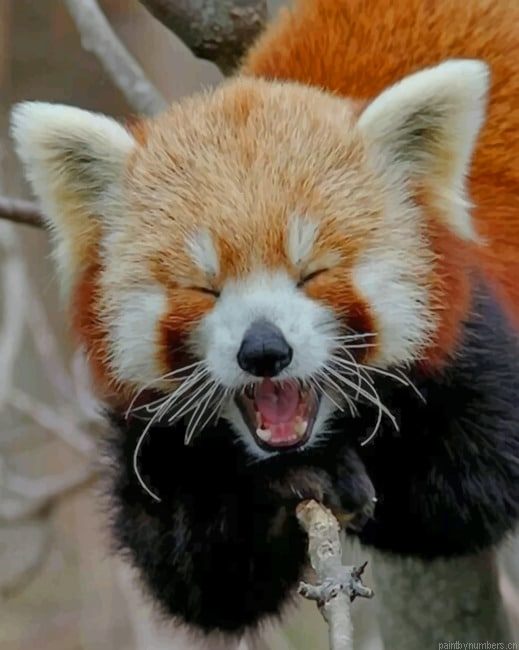 Red Panda Smile Painting By Numbers.png