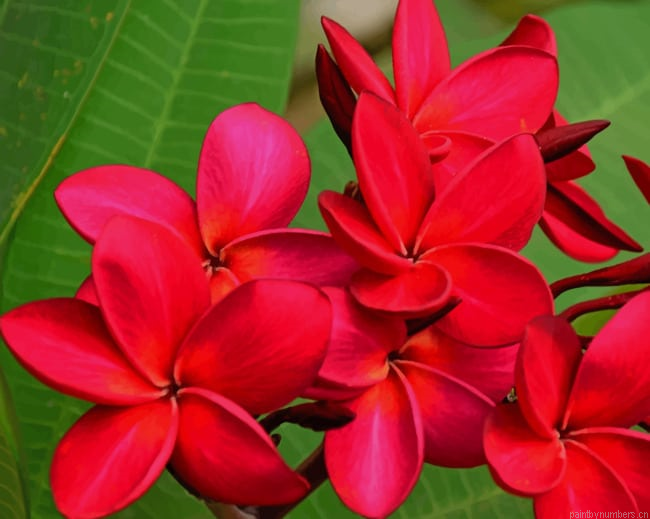 Red Plumeria Flower Painting By Numbers.png
