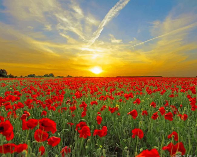 Red Poppy Field Nature Painting By Numberss.png