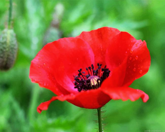 Red Poppy Flower Painting By Numberss.png