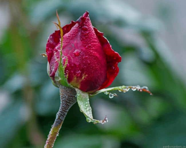 Red Rose Blooming Flowers Painting By Numberss.png