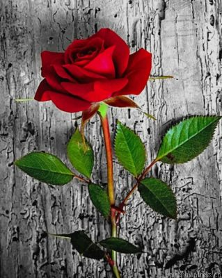 Red Rose Painting By Numbers.png