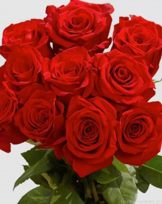 Red Roses Flowers Painting By Numbers.png