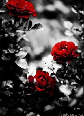 Red Roses In Black Painting By Numbers.png