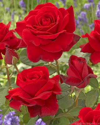 Red Roses Painting By Numbers.png