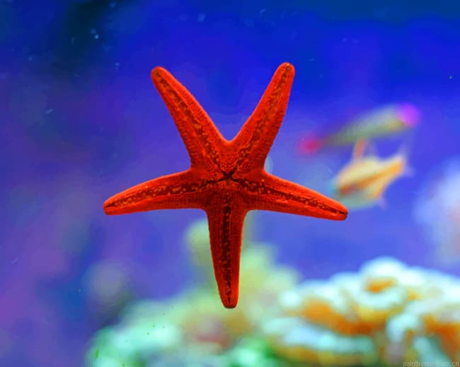 Red Sea Star Painting By Numberss.png