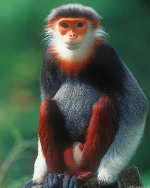 Red Shanked Douc Monkey Animals Painting By Numberss.png