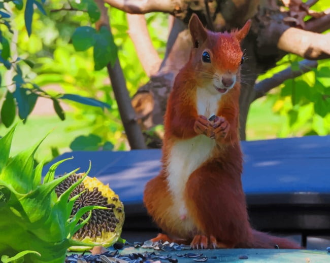 Red Squirrel Animals Painting By Numberss.png