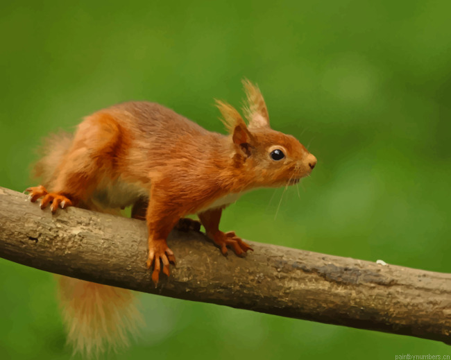 Red Squirrel On Branch Animals Painting By Numberss.png
