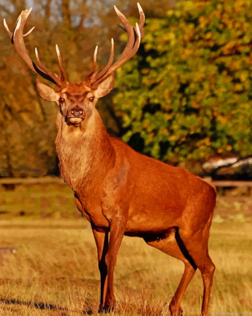 Red Stag Deer Animals Painting By Numberss.png