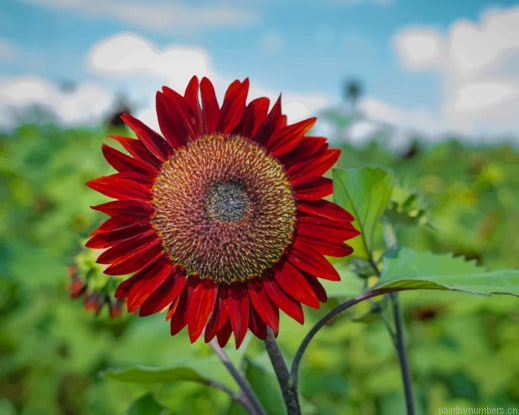 Red Sunflower Bloom Painting By Numberss.png