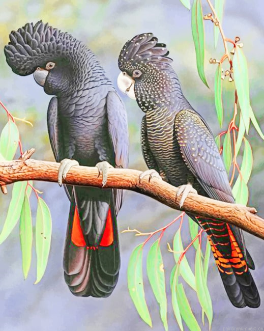 Red Tailed Black Cockatoo Painting By Numberss.png