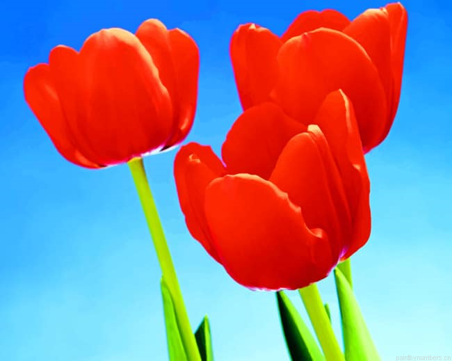 Red Tulips Flowers Painting By Numberss.png