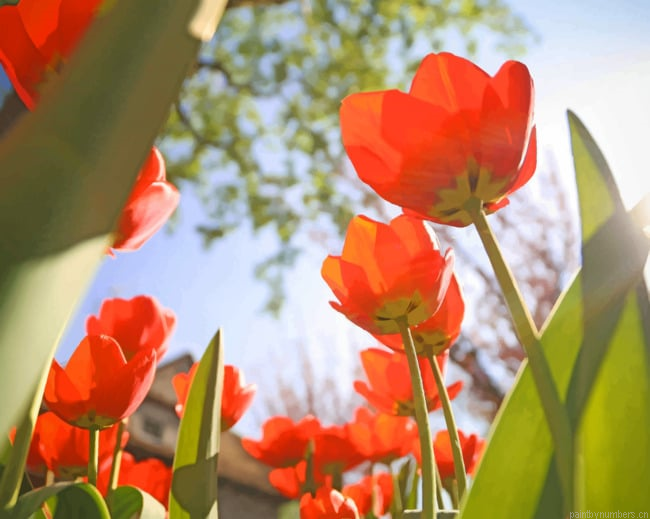 Red Tulips From Below Flowers Painting By Numberss.png