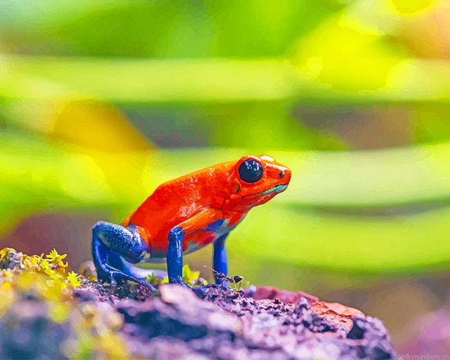 Red And Blue Frog Amphibians Painting By Numbers.png