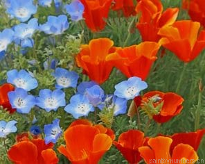 Red And Blue Poppy Flowers Painting By Numberss.png