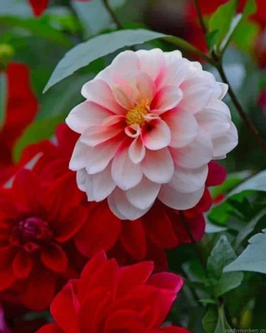 Red And White Flower Painting By Numberss.png