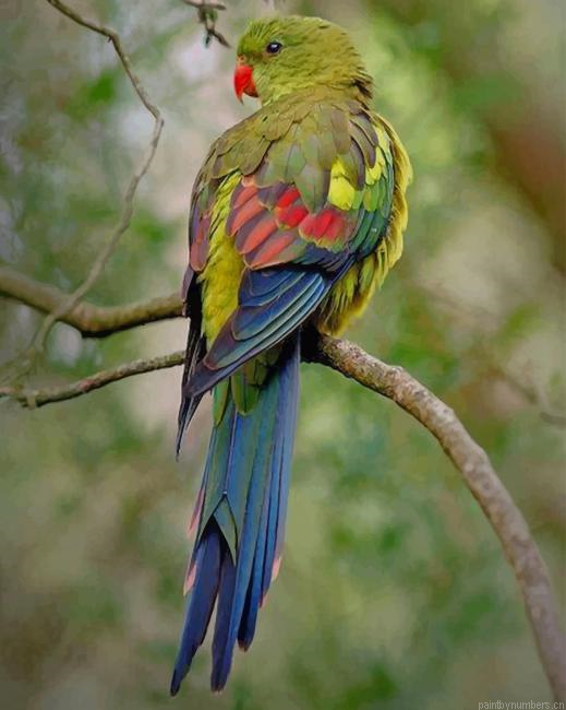 Regent Parrot Birds Painting By Numberss.png