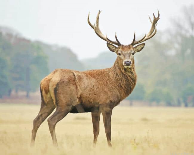 Reindeer Animal Painting By Numberss.png